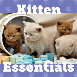 Kitten Essentials Image